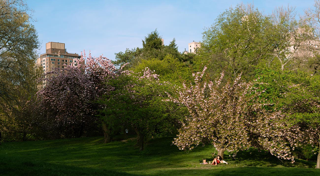 woman laying by trees in central park